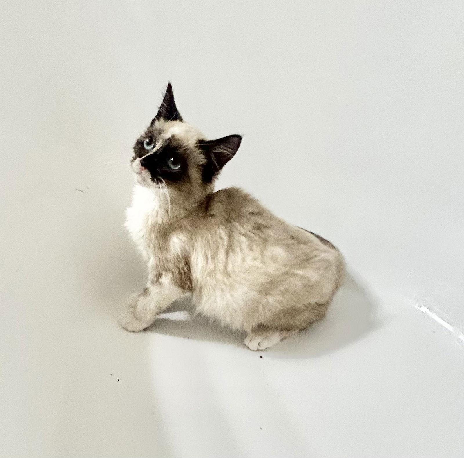 Enlarge Lilac Napa, a Adopted mixed breed in Napa, CA image 3/3