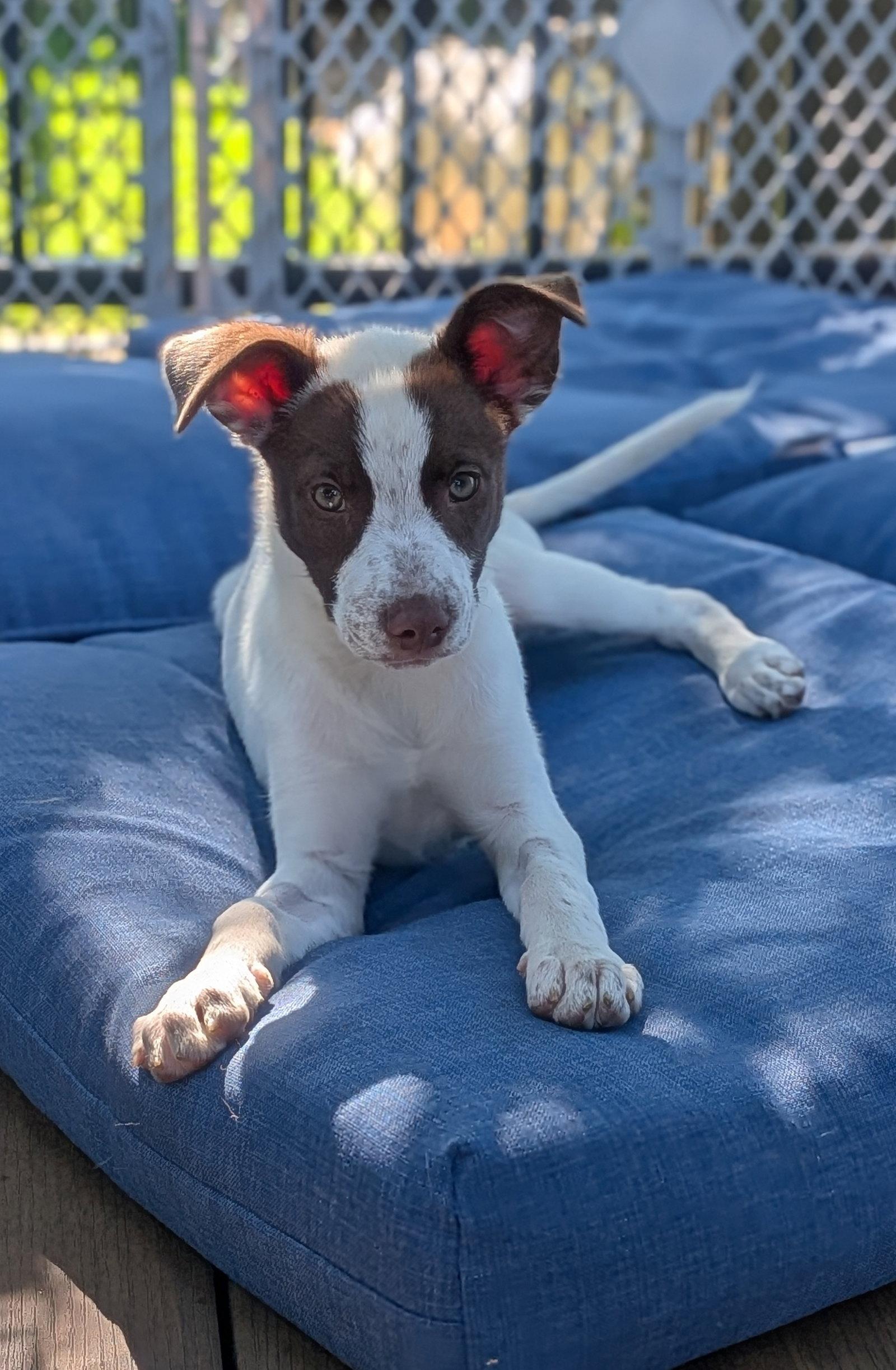 Aspen, Adopted, Puppy Female Terrier.