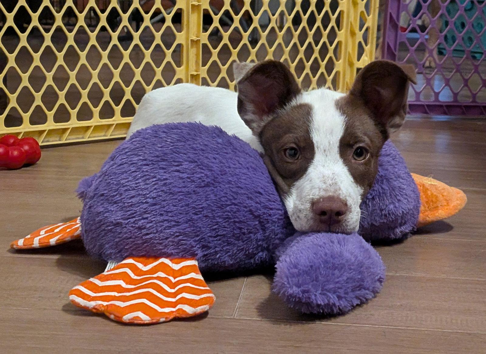 Aspen, a Adopted Terrier in Fenton, MO image 2/2