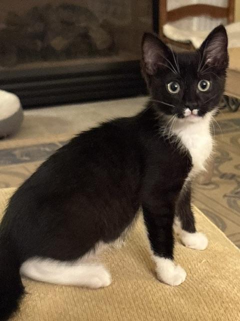 Enlarge CP - NC Dancer, a ADOPTABLE Domestic Short Hair in Winston Salem, NC image 2/5
