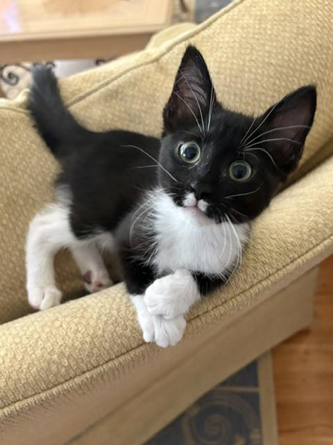 CP - NC Dancer, ADOPTABLE, Kitten Female Domestic Short Hair.