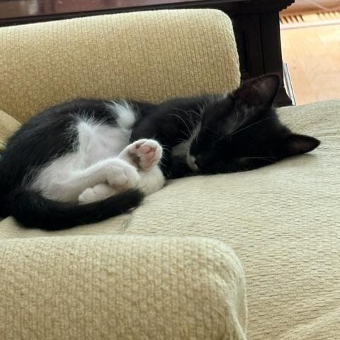 Enlarge CP - NC Dancer, a ADOPTABLE Domestic Short Hair in Winston Salem, NC image 3/5