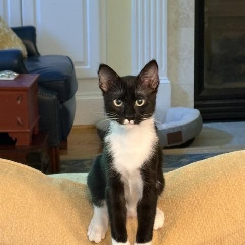 Enlarge CP - NC Dancer, a ADOPTABLE Domestic Short Hair in Winston Salem, NC image 4/5