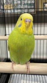 Enlarge Tweety is a baby beauty!, a Adoptable Parakeet (Other) in Bedford Hills, NY image 2/2