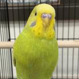 Tweety is a baby beauty!, Adoptable, Young Female Parakeet (Other).