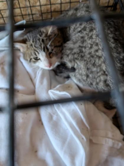 Kirby, Adoptable, Adult Male Domestic Short Hair & Domestic Short Hair.