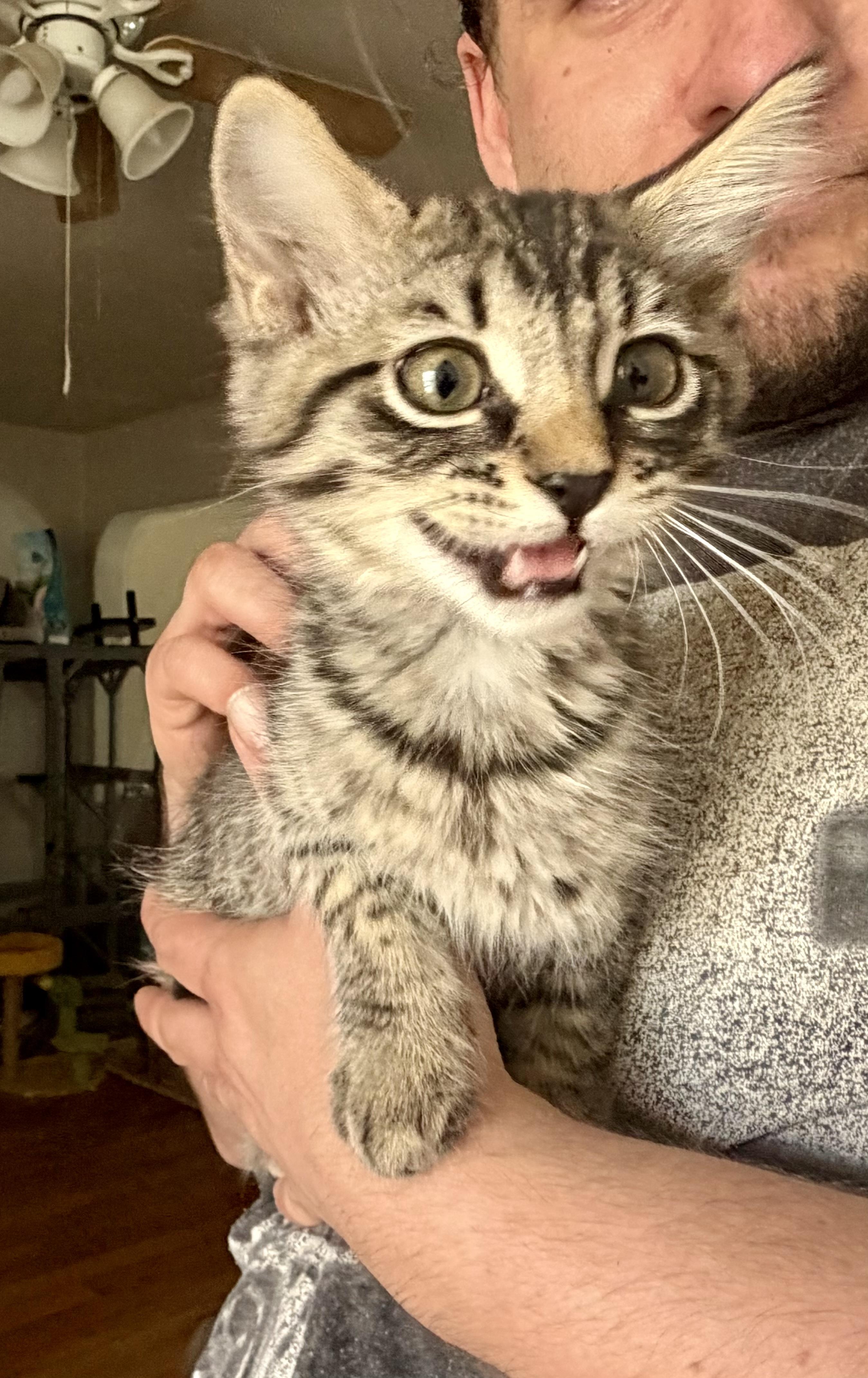 Bacardi, Adopted, Kitten Female Domestic Short Hair.