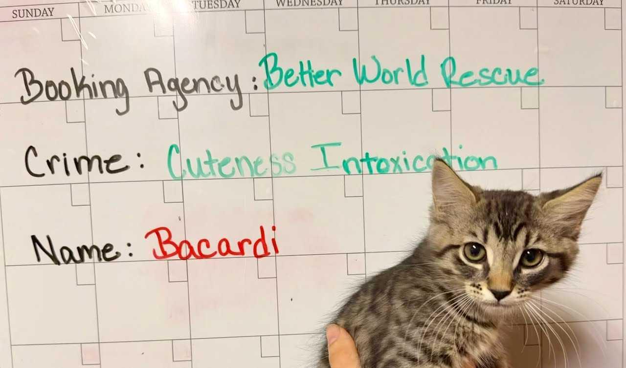 Bacardi, a Adopted mixed breed in Tracy, CA image 2/2
