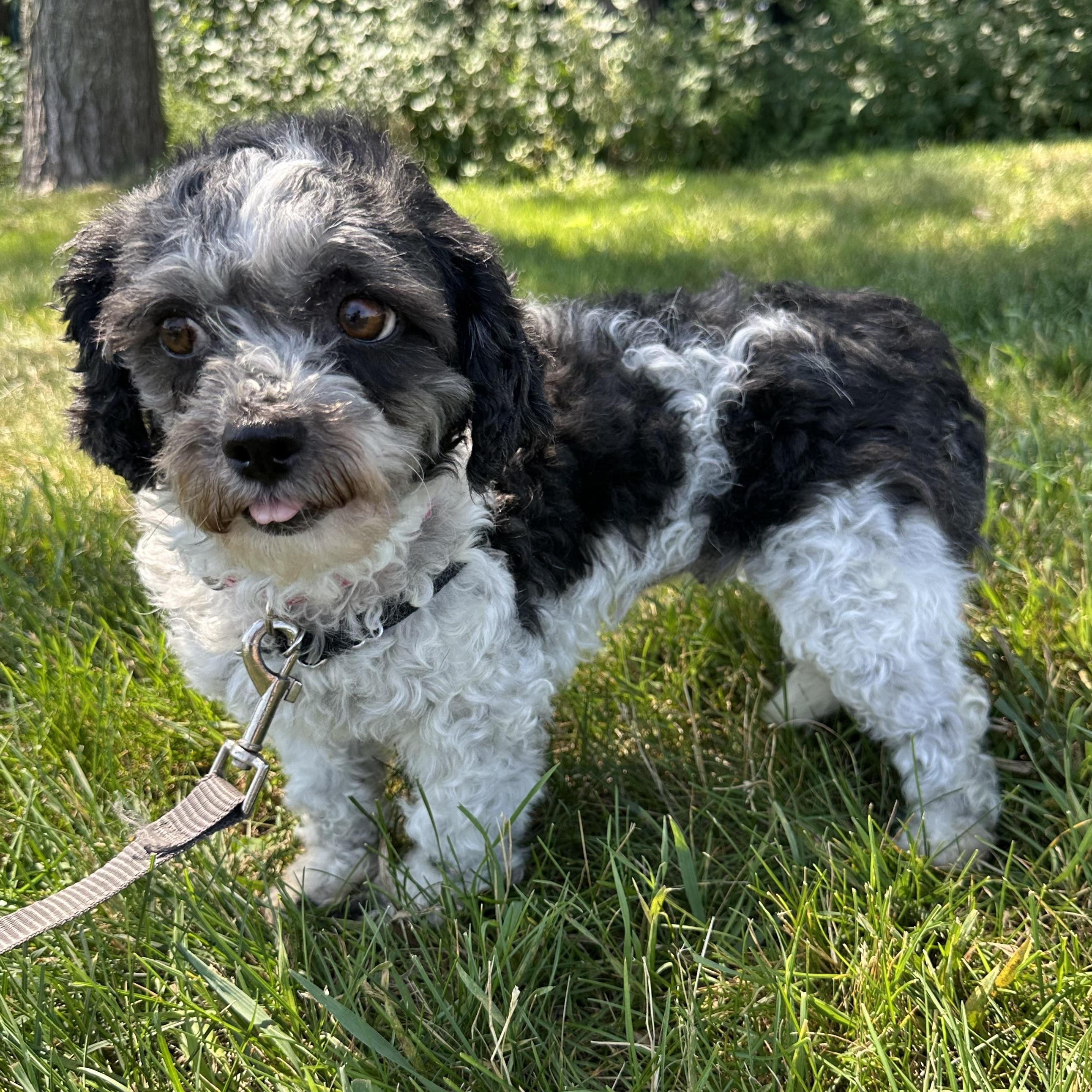 Frigg- Home Visit in Process, a ADOPTABLE mixed breed in Hartland, WI image 3/6
