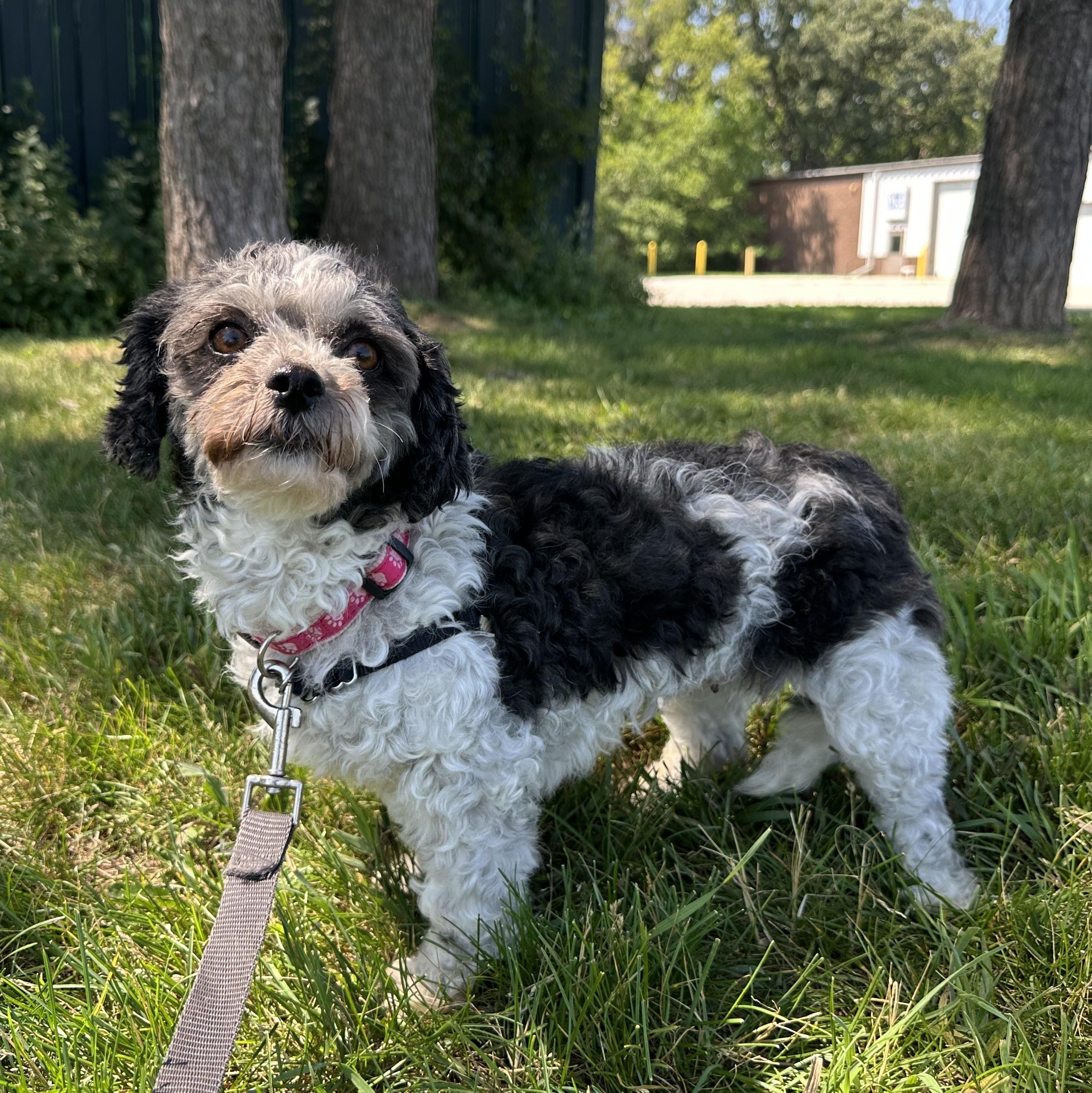 Frigg- Home Visit in Process, adopted, Adult Female Shih Tzu & Bichon Frise.