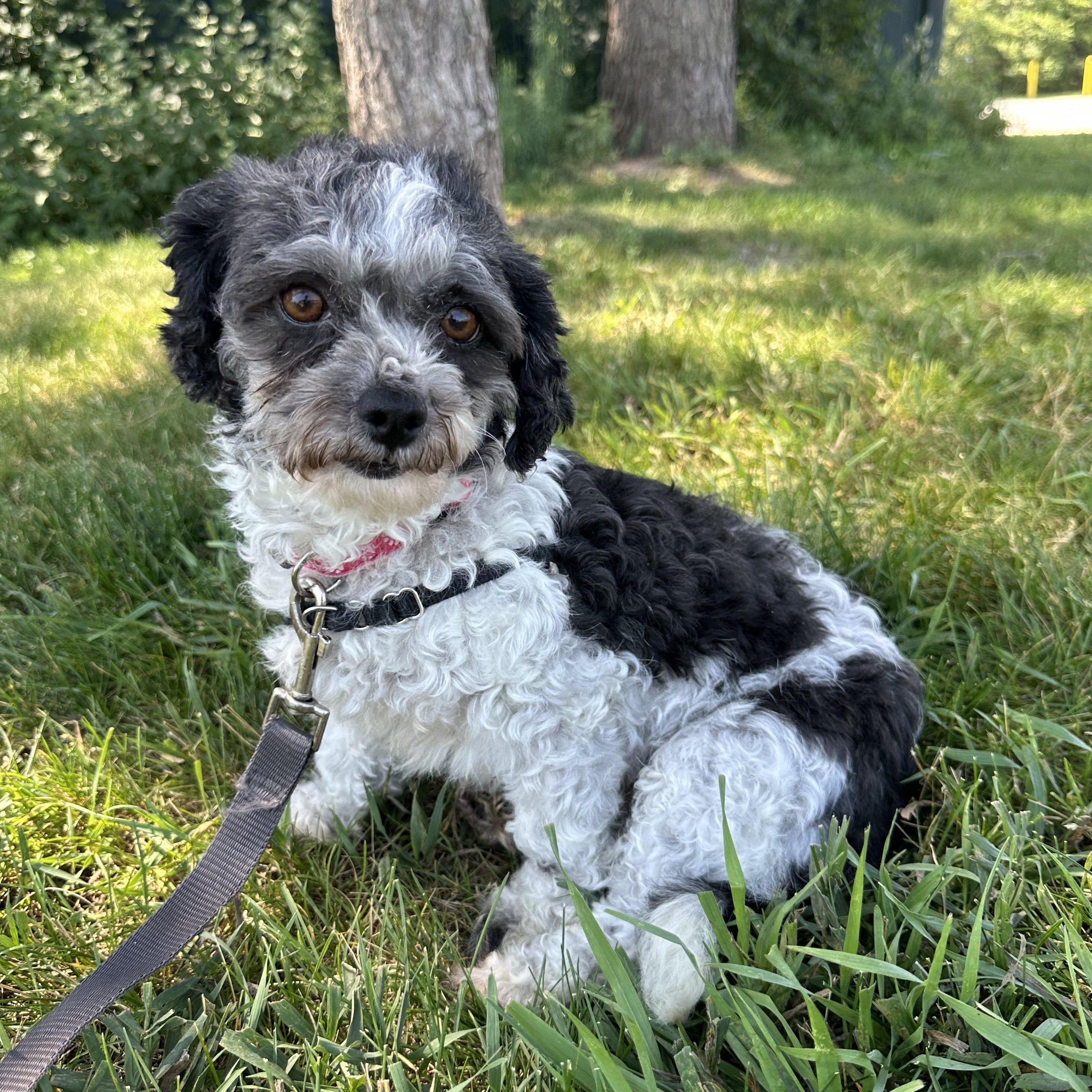 Frigg- Home Visit in Process, a ADOPTABLE mixed breed in Hartland, WI image 4/6