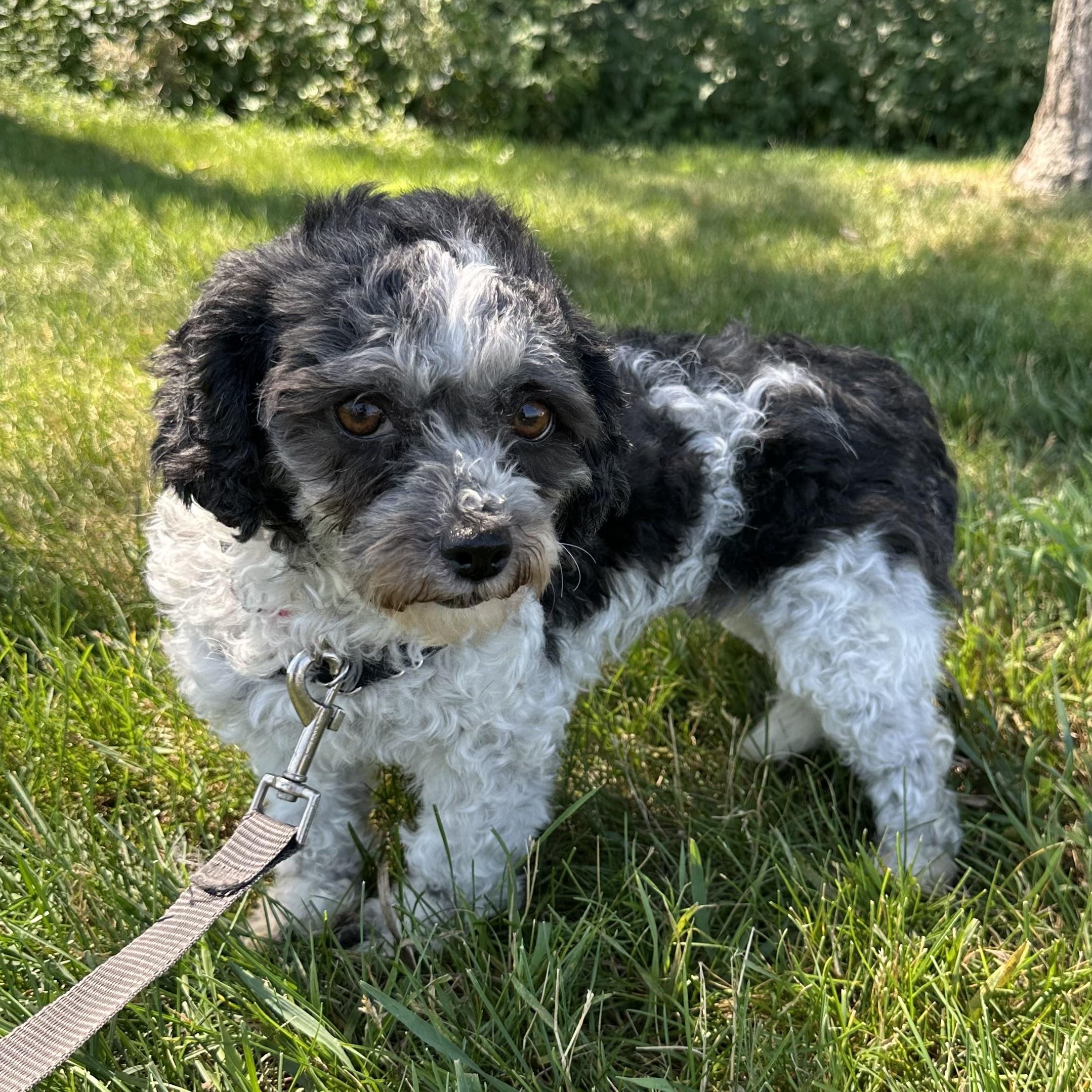Frigg- Home Visit in Process, a ADOPTABLE mixed breed in Hartland, WI image 2/6