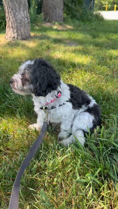 Enlarge Frigg- Home Visit in Process, a ADOPTABLE mixed breed in Hartland, WI video 6/6