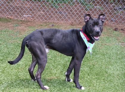 Gerard, a ADOPTABLE Mixed Breed in Athens, GA image 1/3