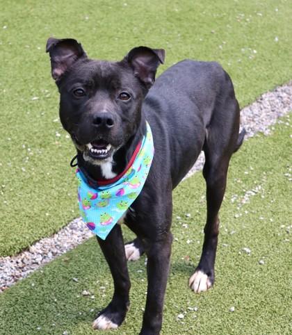 Gerard, a ADOPTABLE Mixed Breed in Athens, GA image 2/3
