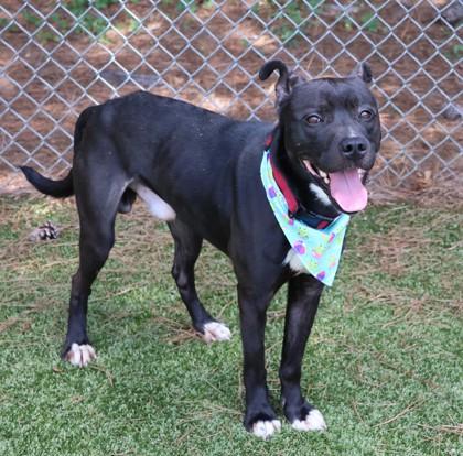 Gerard, a ADOPTABLE Mixed Breed in Athens, GA image 3/3