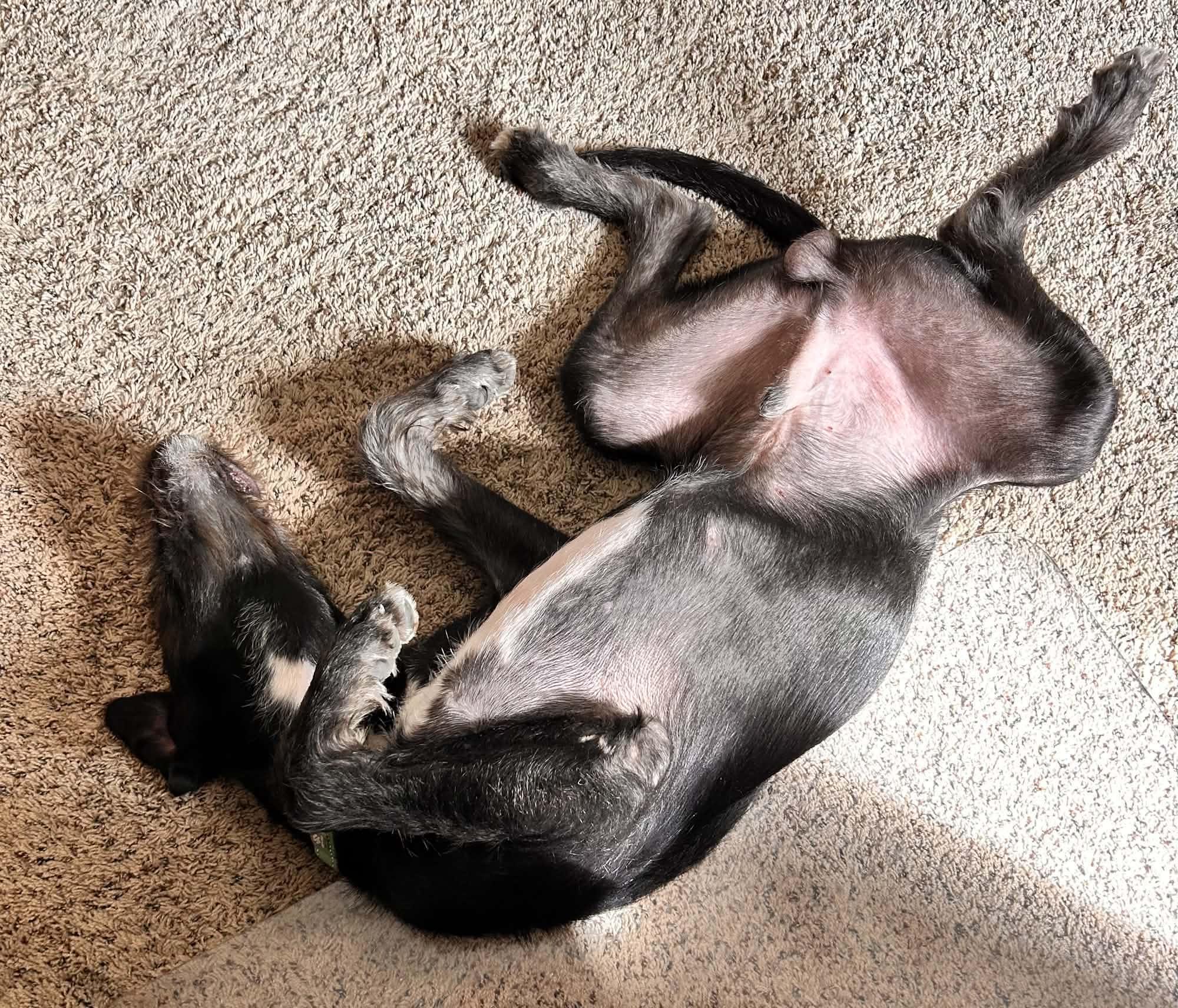 Enlarge Salem, a Adopted mixed breed in Cedar Rapids, IA image 3/3