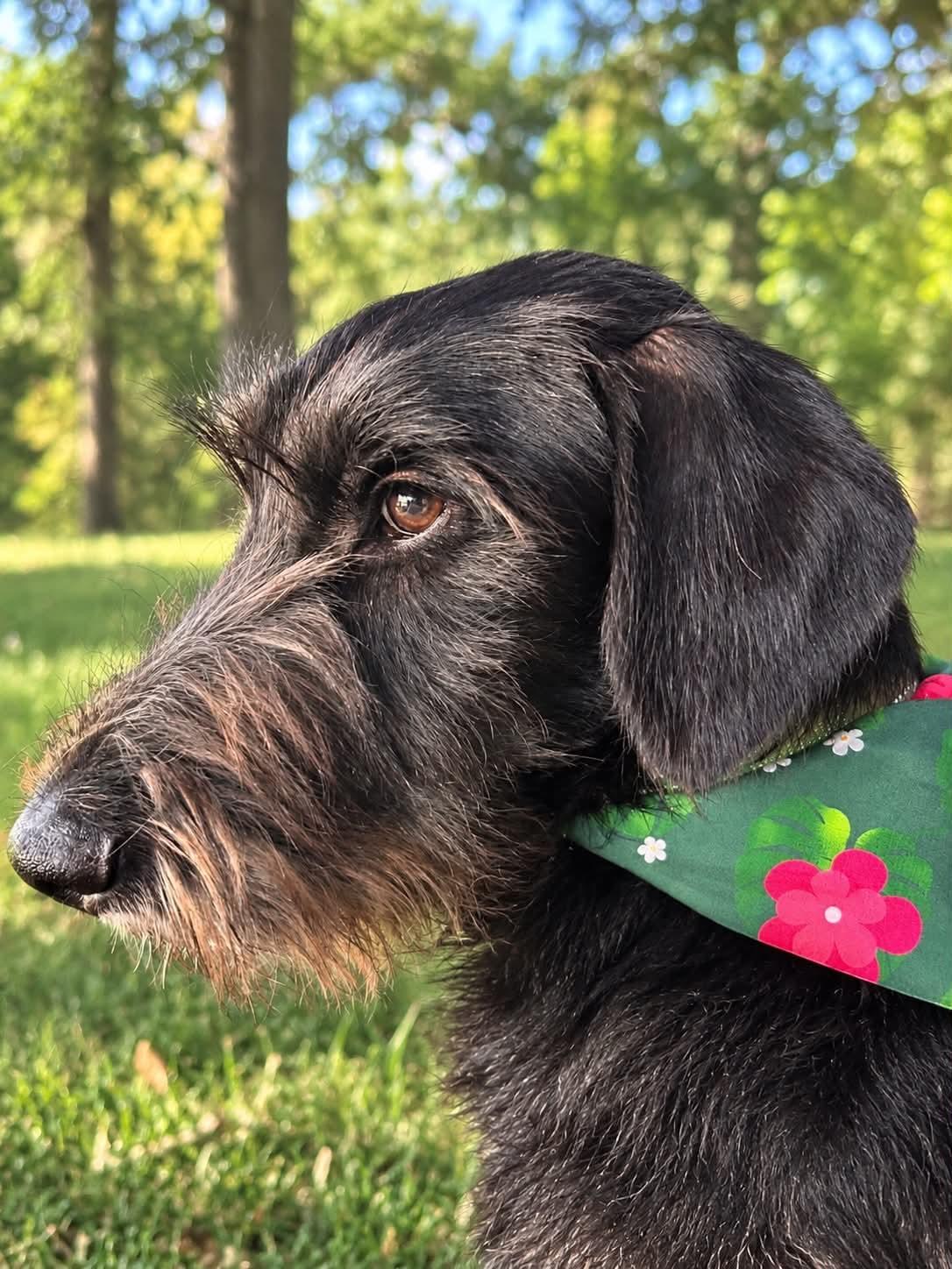 Salem, Adopted, Young Male Goldendoodle & Great Dane.