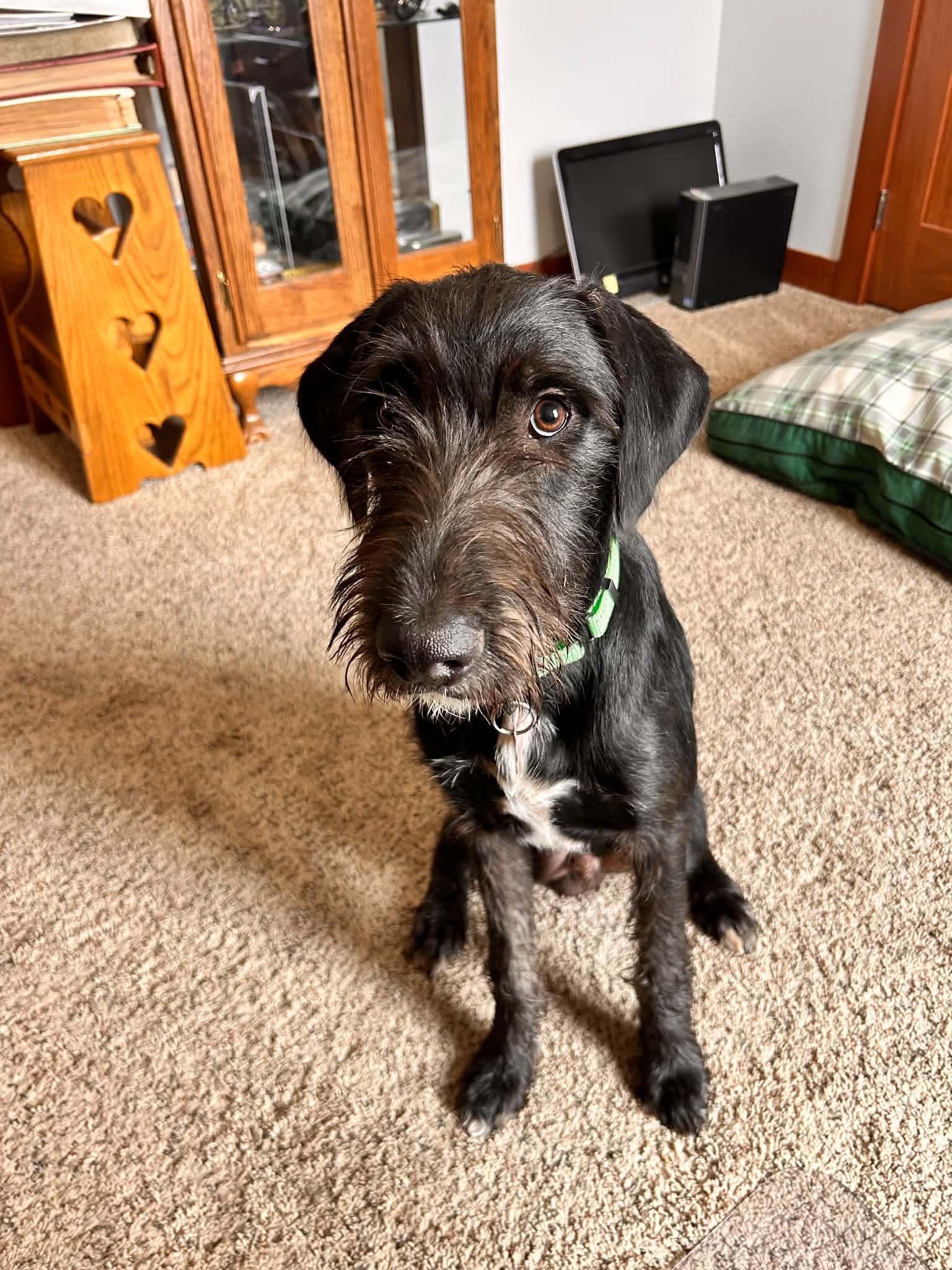Enlarge Salem, a Adopted mixed breed in Cedar Rapids, IA image 2/3