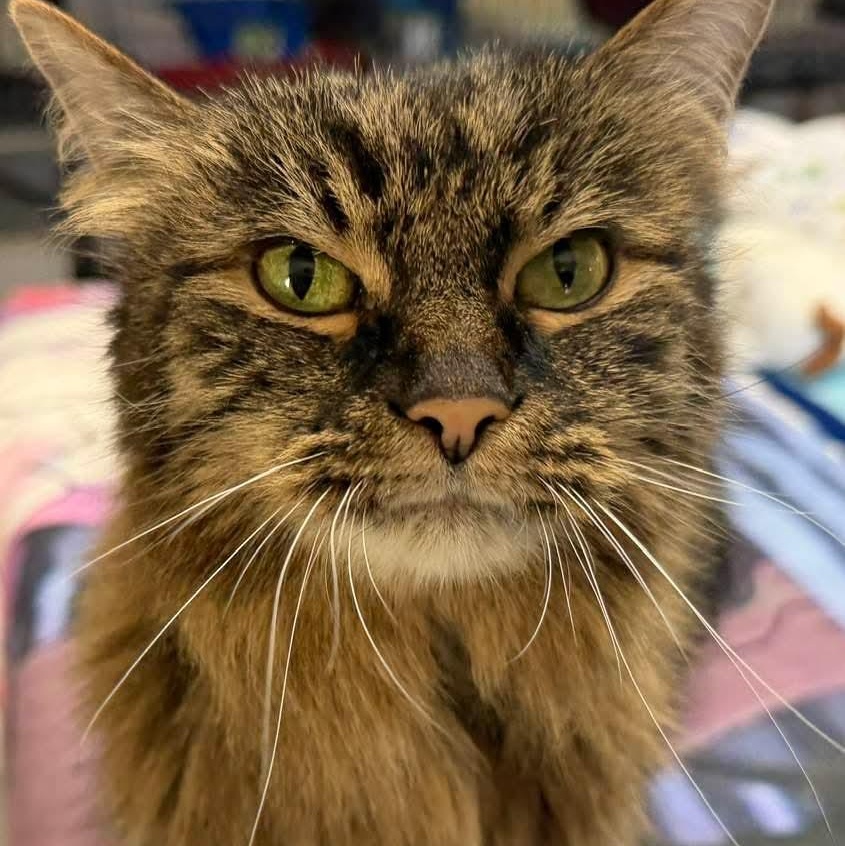 Lovee, adopted, Senior Female Domestic Long Hair & Tabby.