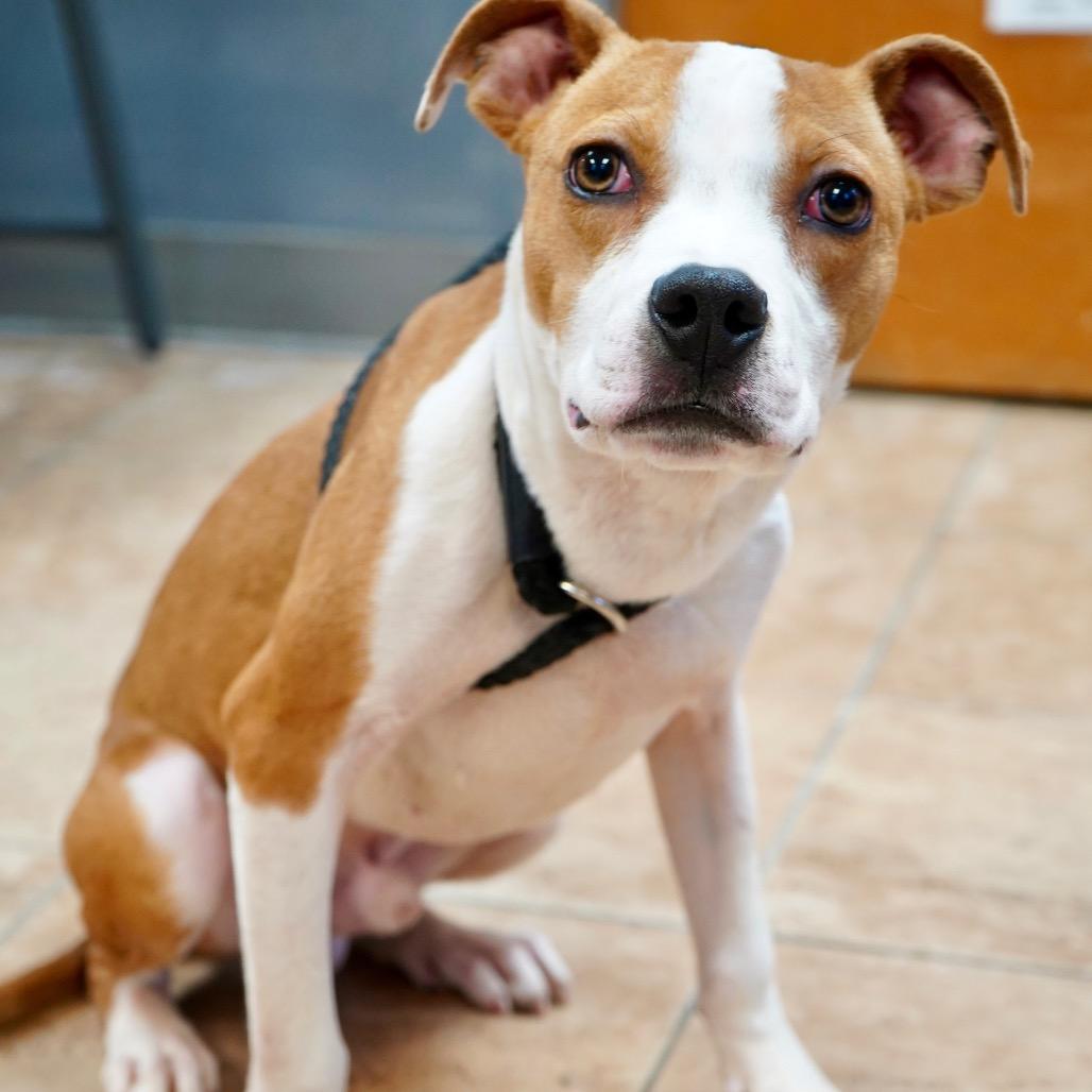 Sourdough — thumbnail 2