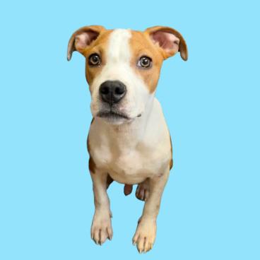 Sourdough — thumbnail 4