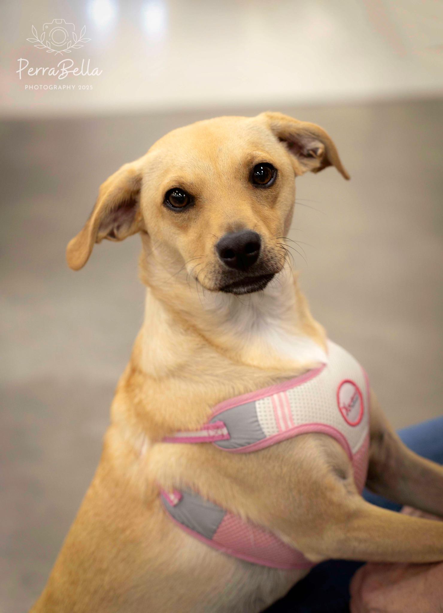 Norman, a Adoptable mixed breed in West Richland, WA image 1/3