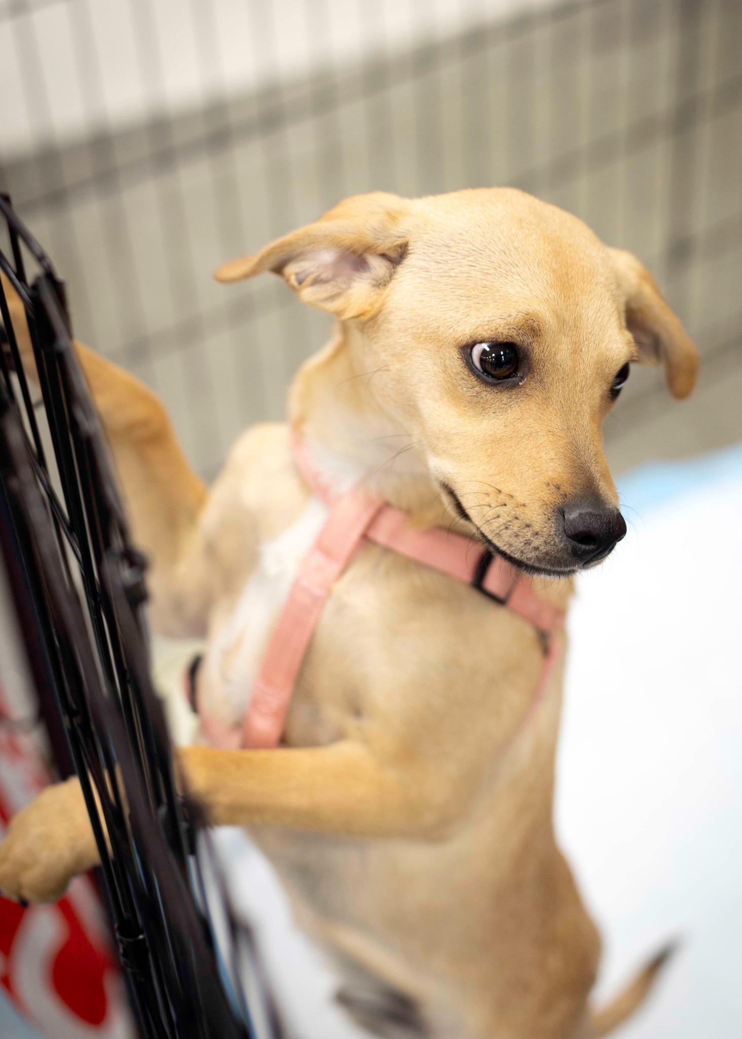 Norman, a Adoptable mixed breed in West Richland, WA image 2/3