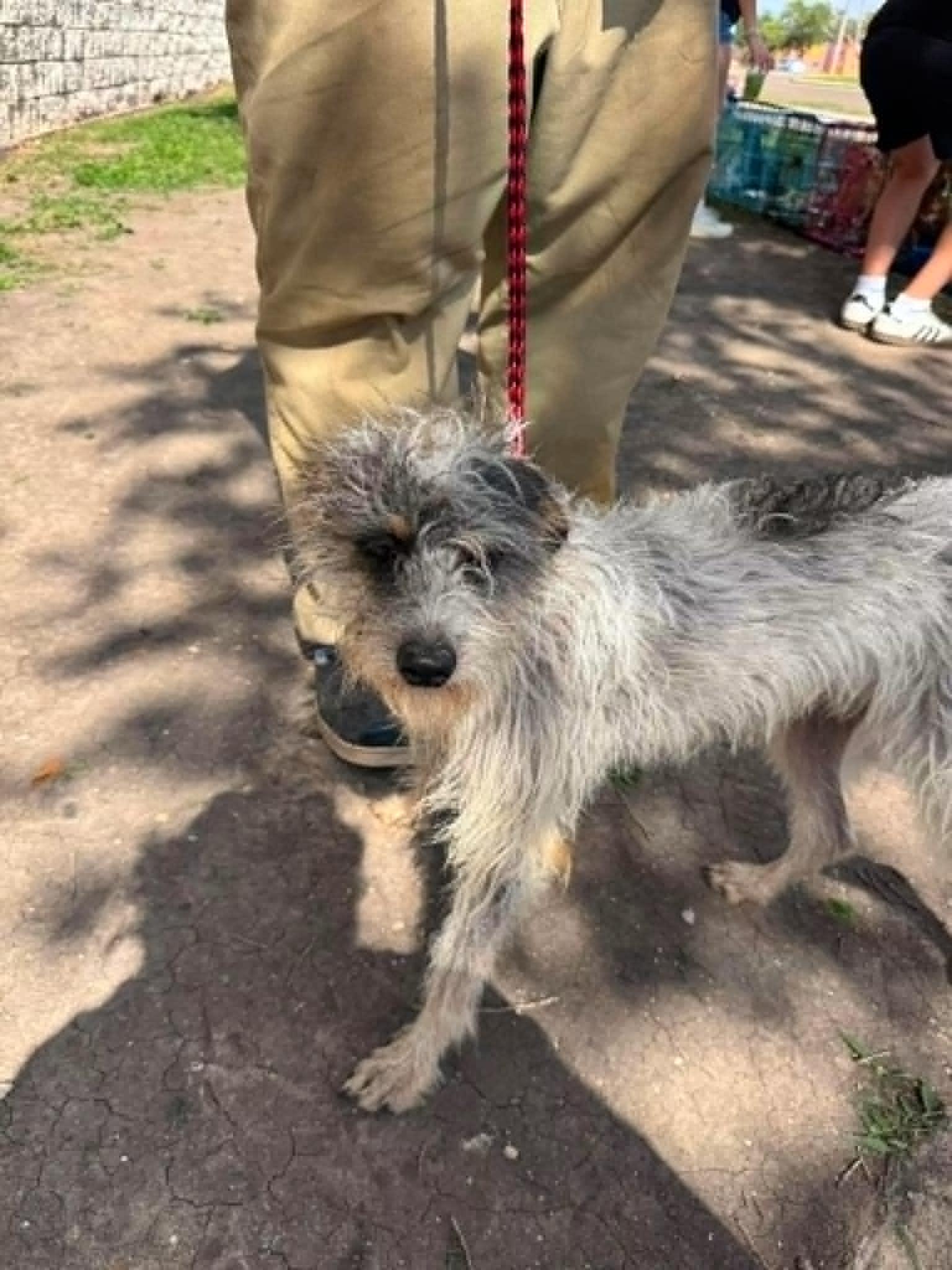 Enlarge Turkey, a ADOPTABLE Terrier in Monticello, IN image 3/3