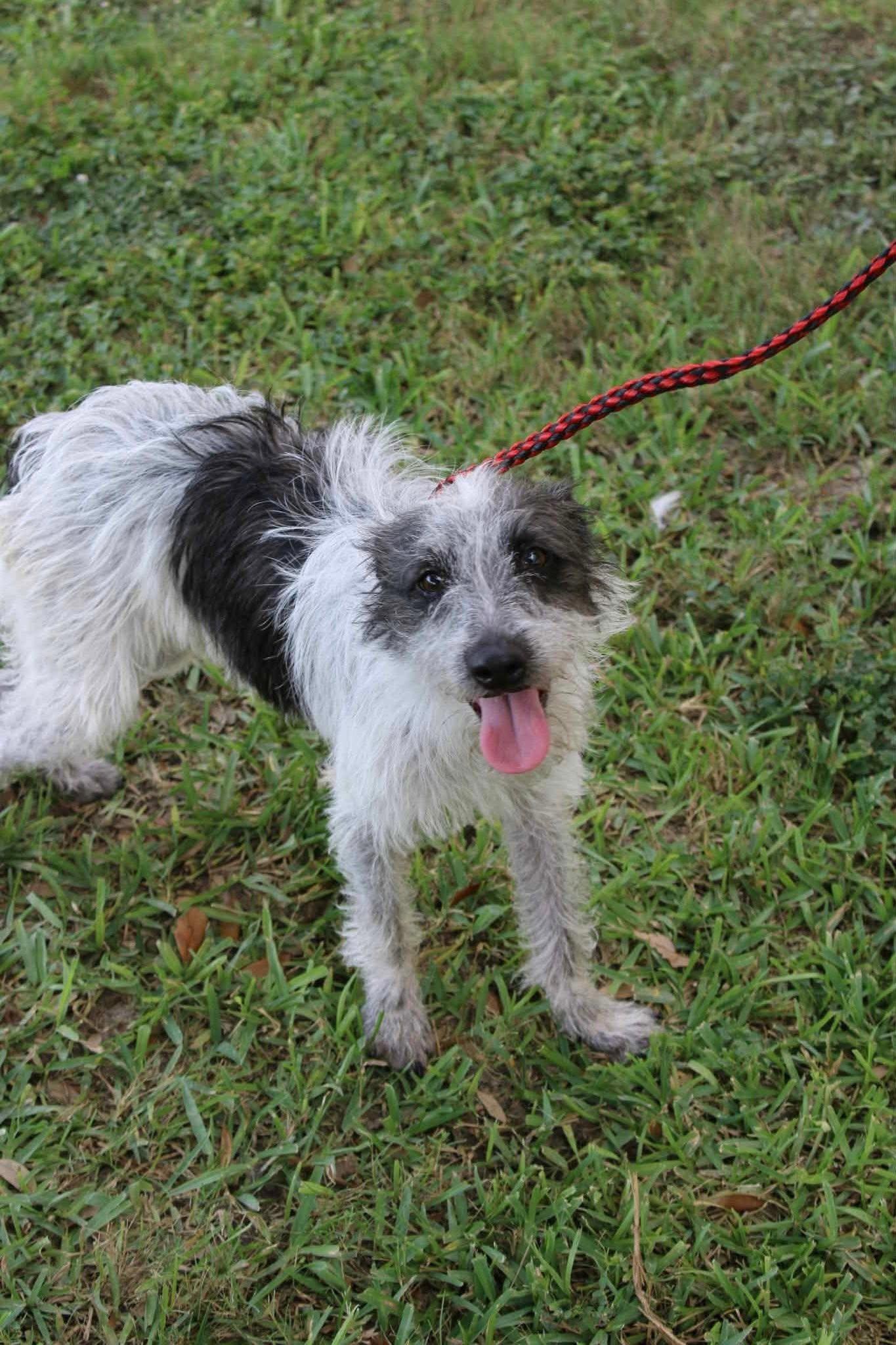 Enlarge Turkey, a ADOPTABLE Terrier in Monticello, IN image 1/3