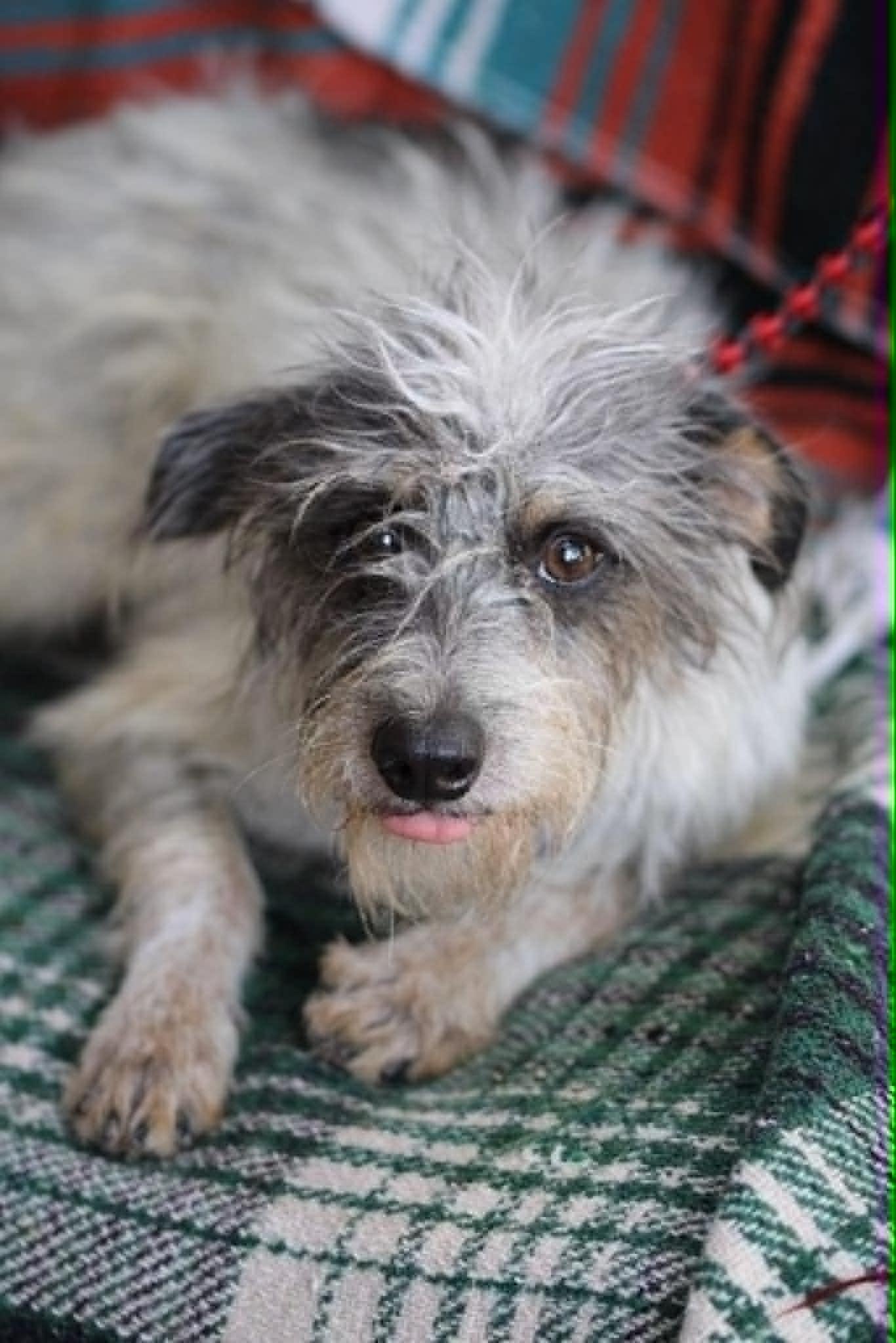 Enlarge Turkey, a ADOPTABLE Terrier in Monticello, IN image 2/3