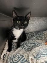 Enlarge Otter, an adopted Tuxedo in Phoenix, AZ image 1/1