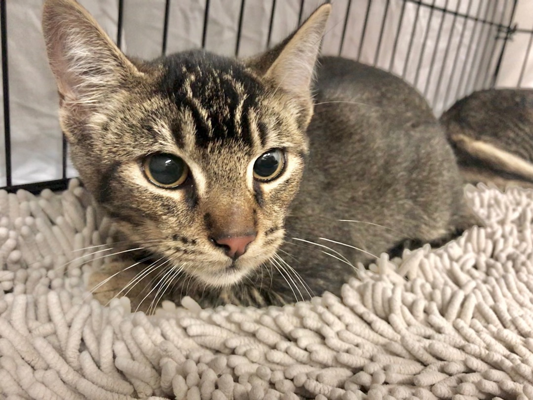 Biscuit , a Adoptable American Shorthair in Vallejo, CA image 1/5