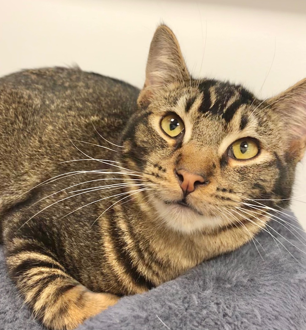 Biscuit , a Adoptable American Shorthair in Vallejo, CA image 3/5