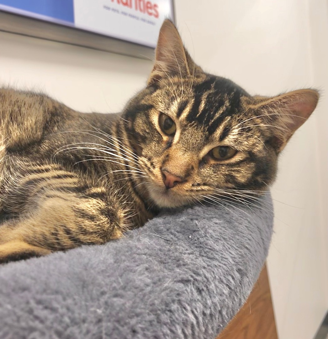 Biscuit , a Adoptable American Shorthair in Vallejo, CA image 4/5