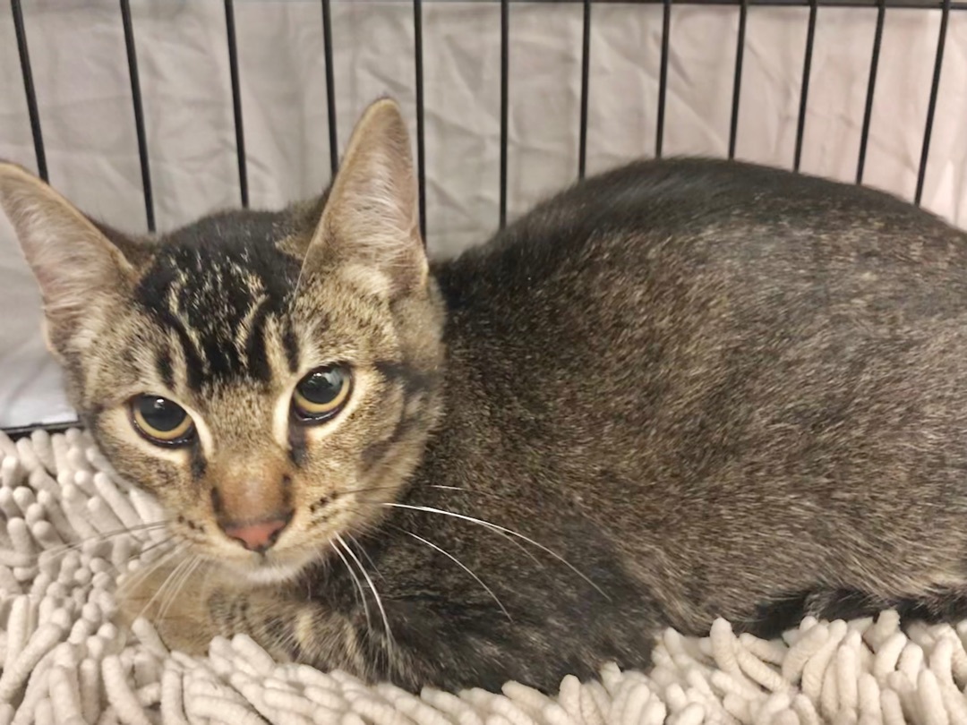 Biscuit , a Adoptable American Shorthair in Vallejo, CA image 5/5