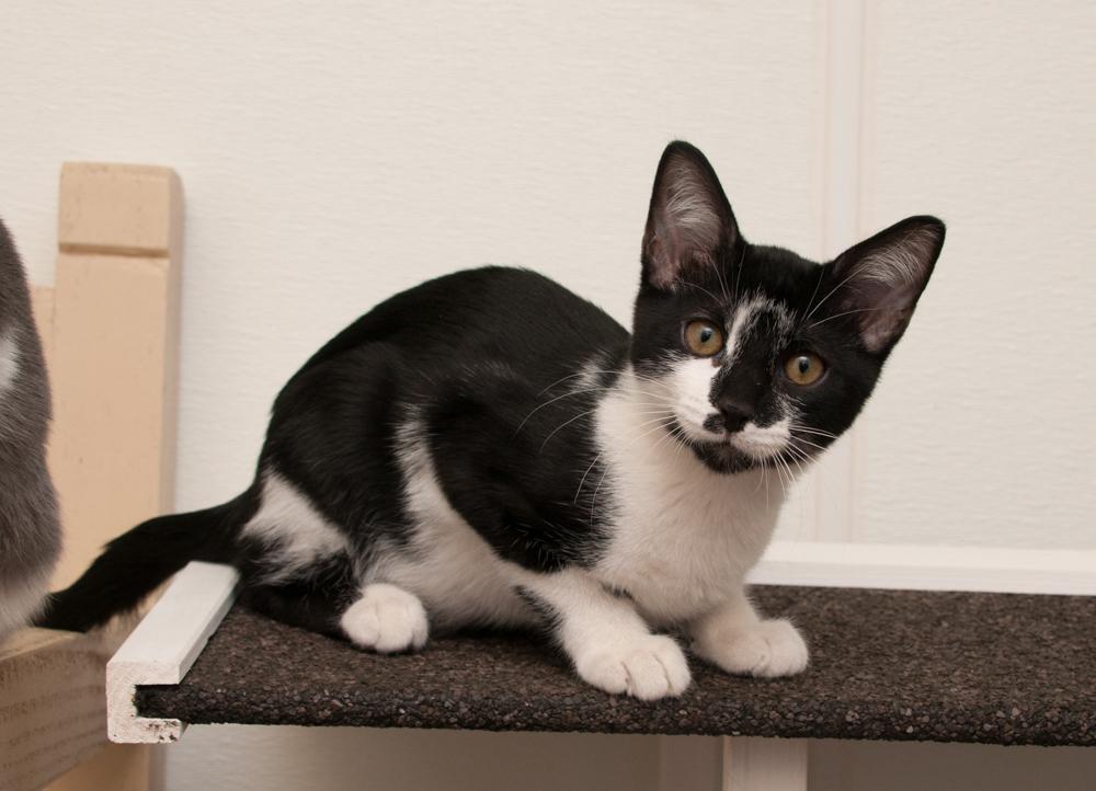 Enlarge Forrest (gets adopted with Mina), a Adoptable Calico in Westminster, CO image 4/5