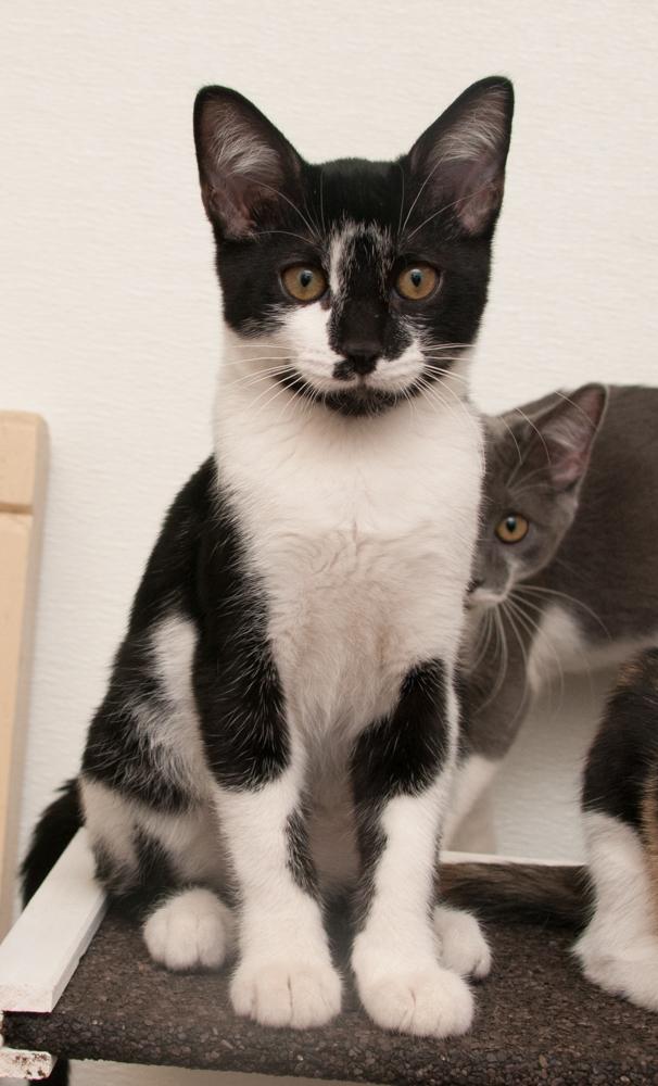 Enlarge Forrest (gets adopted with Mina), a Adoptable Calico in Westminster, CO image 3/5