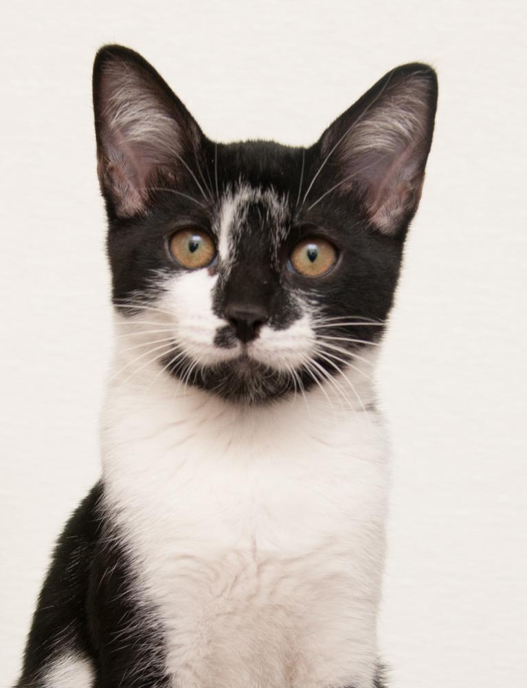 Forrest (gets adopted with Mina), Adoptable, Kitten Female Calico.