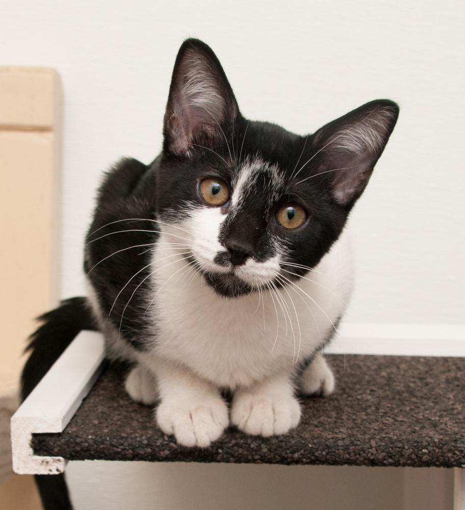 Enlarge Forrest (gets adopted with Mina), a Adoptable Calico in Westminster, CO image 2/5