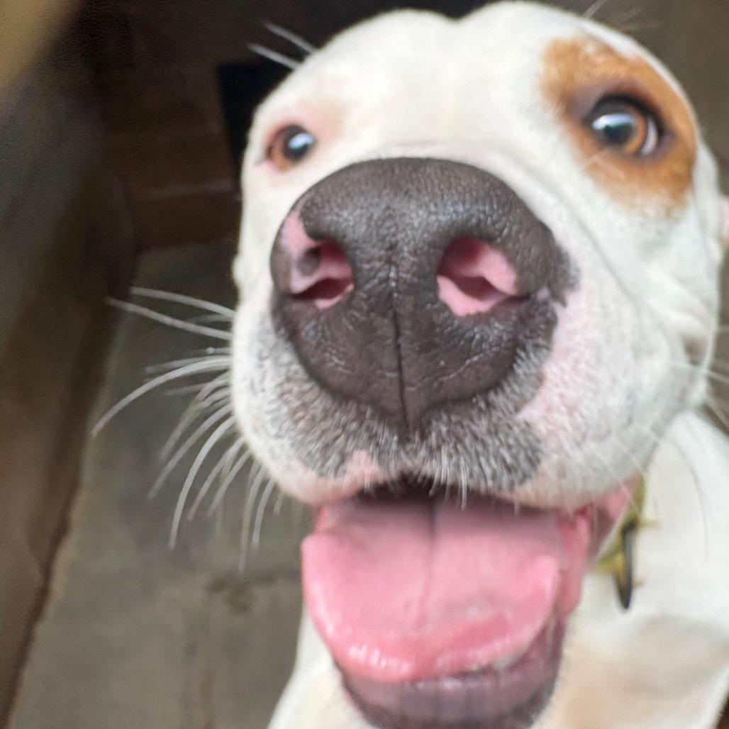 Uno, Adoptable, Young Male Mixed Breed.