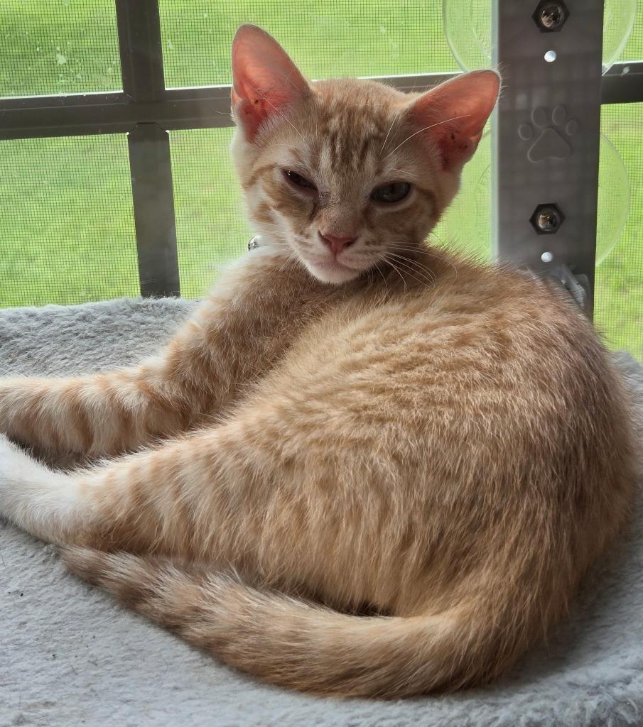 Amos, Adoptable, Kitten Male Domestic Short Hair.