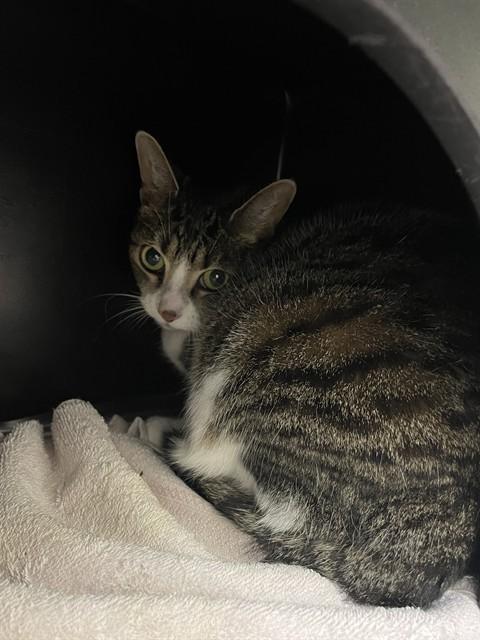 STICKY, Adoptable, Adult Female Domestic Short Hair.