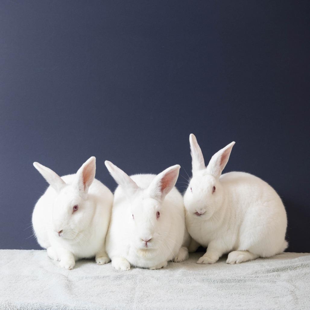 Enlarge Winifred, a Adoptable New Zealand in Richmond, CA image 1/6