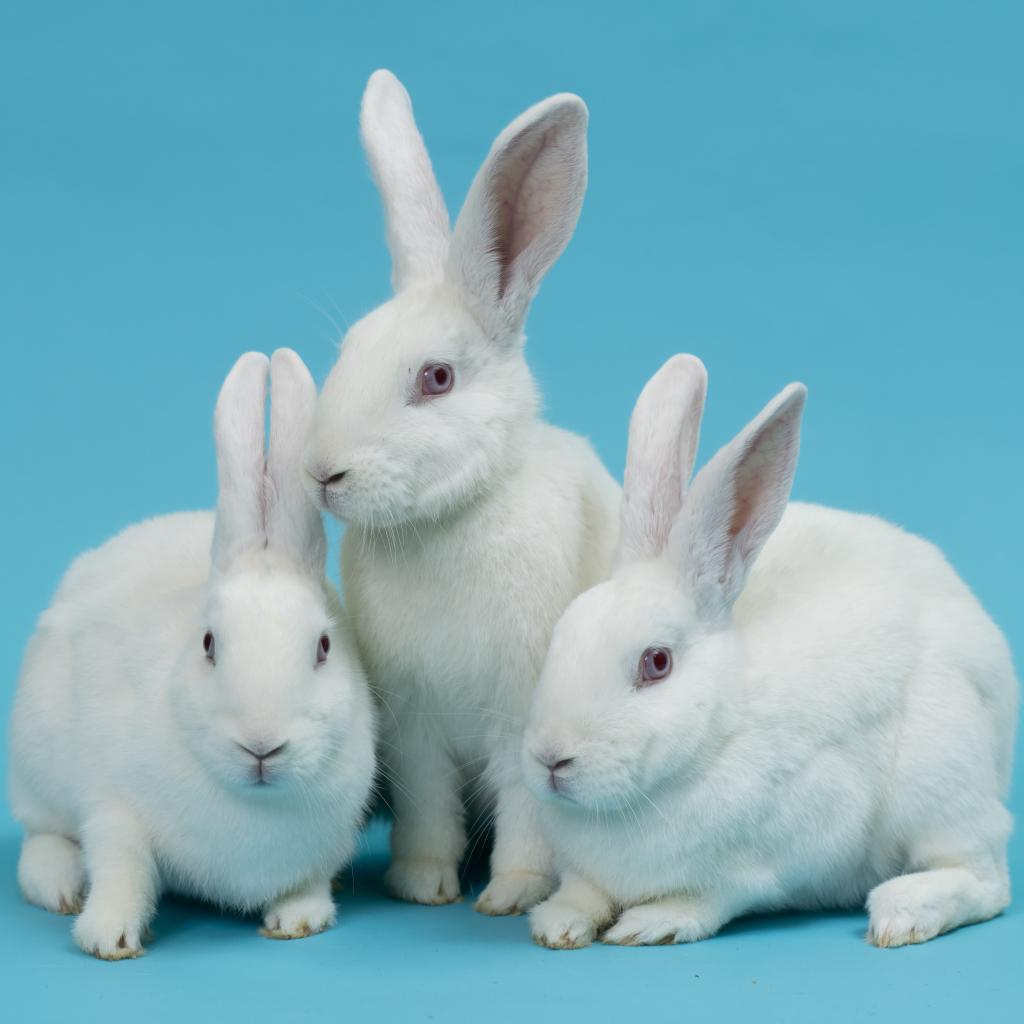 Enlarge Winifred, a Adoptable New Zealand in Richmond, CA image 2/6