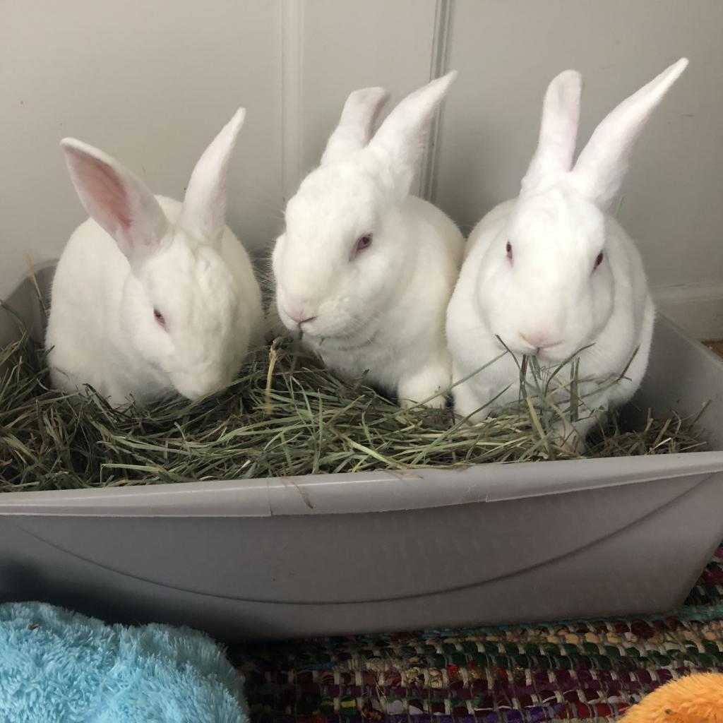 Enlarge Winifred, a Adoptable New Zealand in Richmond, CA image 3/6