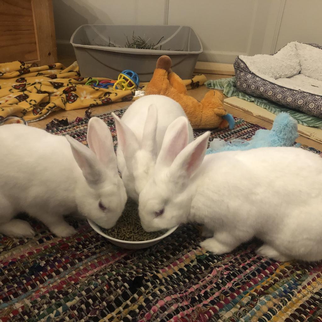 Enlarge Winifred, a Adoptable New Zealand in Richmond, CA image 4/6