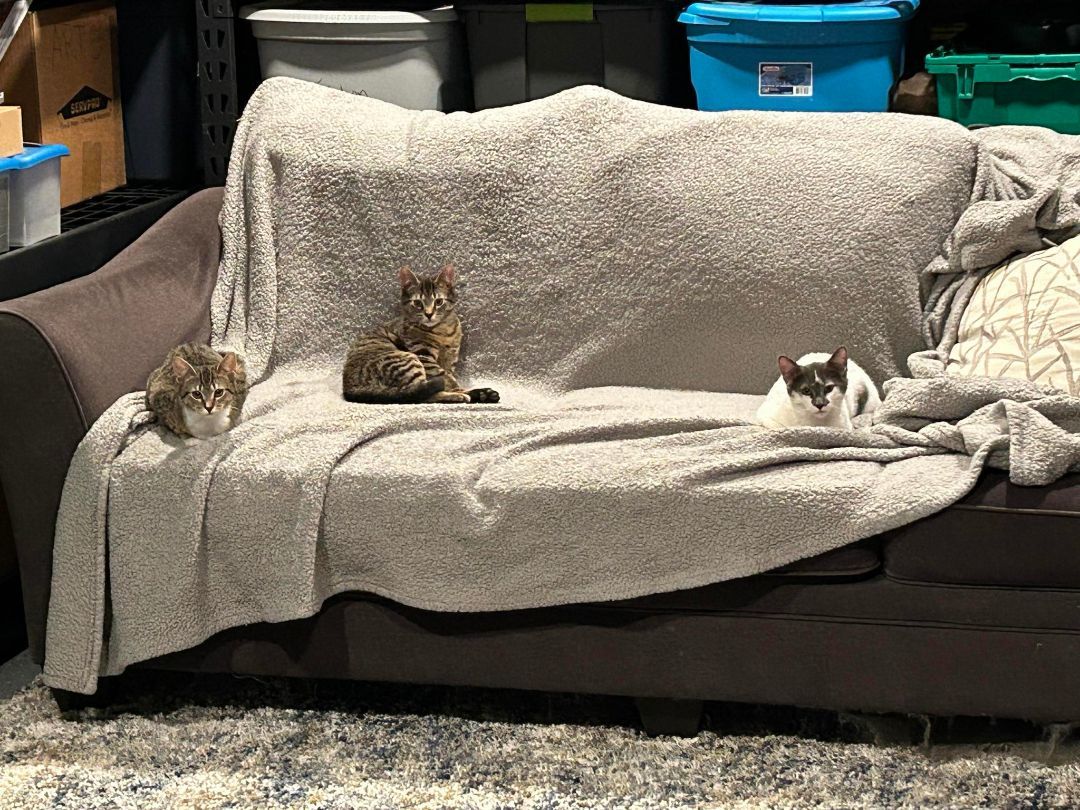 Enlarge Mufasa, a Adoptable Domestic Short Hair in Garden City, MI image 3/4