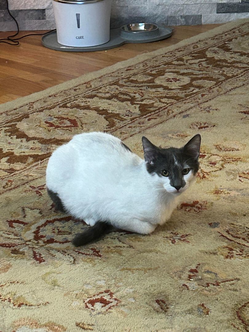 Enlarge Mufasa, a Adoptable Domestic Short Hair in Garden City, MI image 4/4