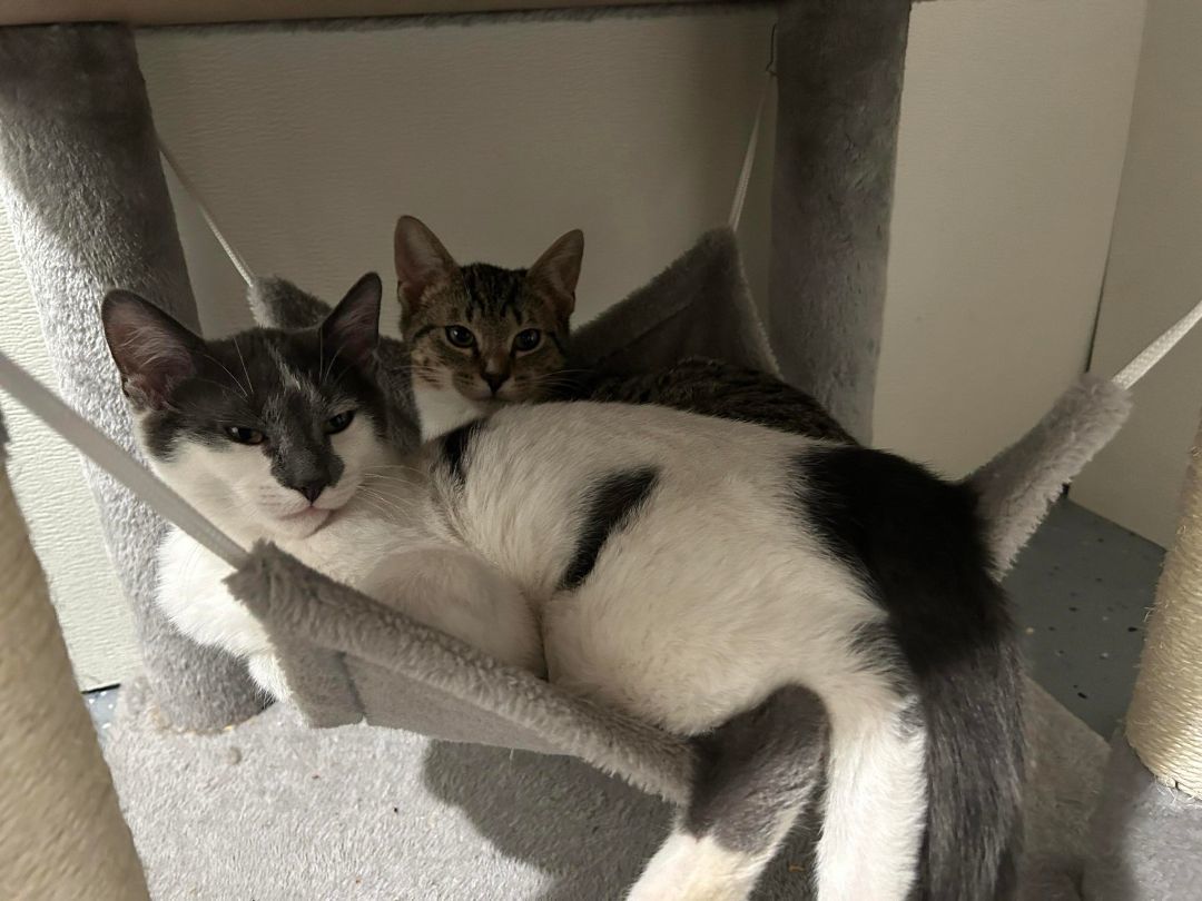 Enlarge Mufasa, a Adoptable Domestic Short Hair in Garden City, MI image 1/4